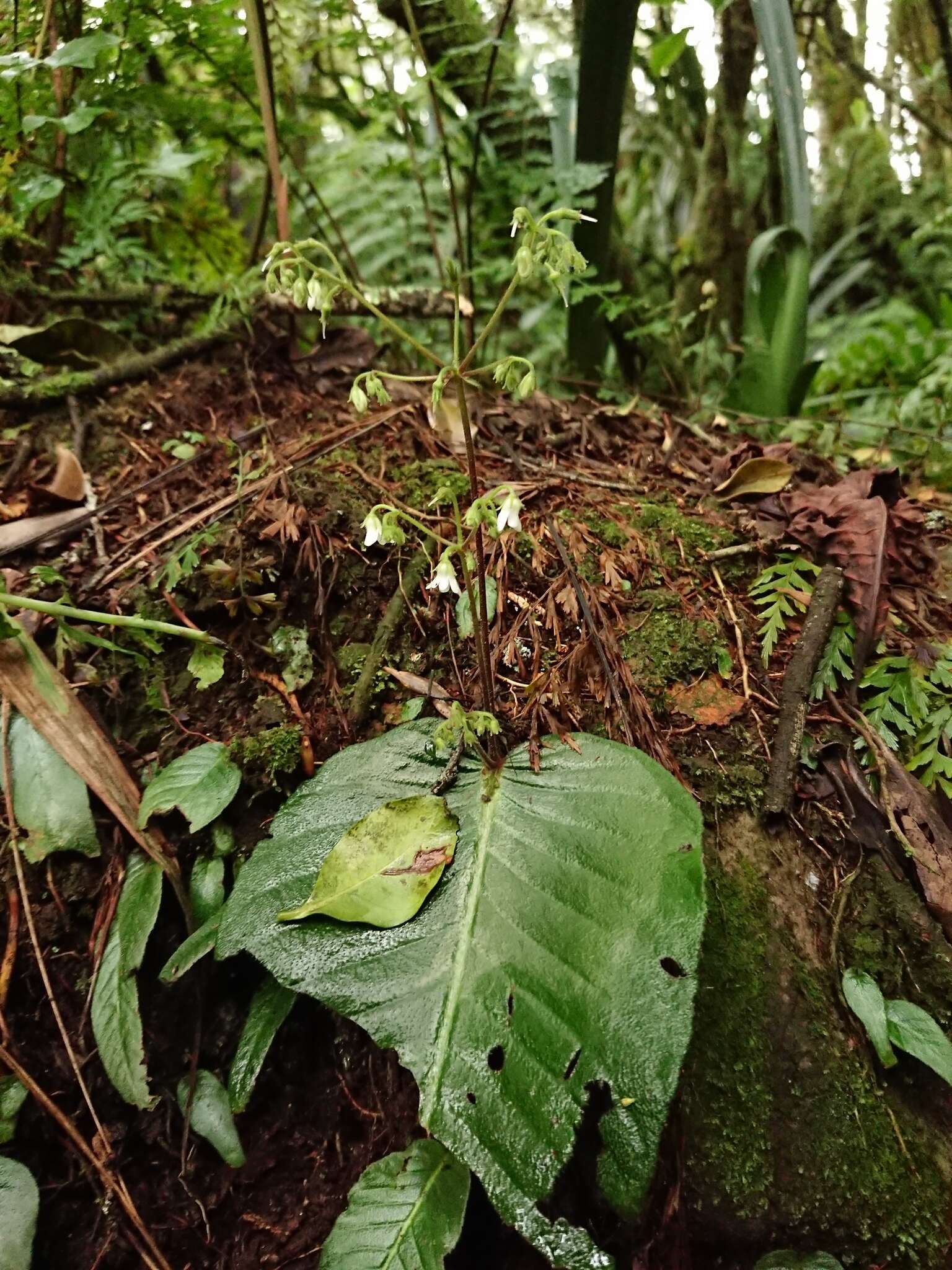 Image of Streptocarpus micranthus C. B. Clarke