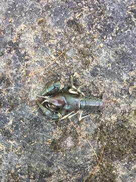 Image of Appalachian brook crayfish