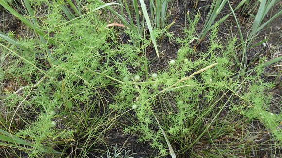 Image of Asparagus pallasii Miscz.