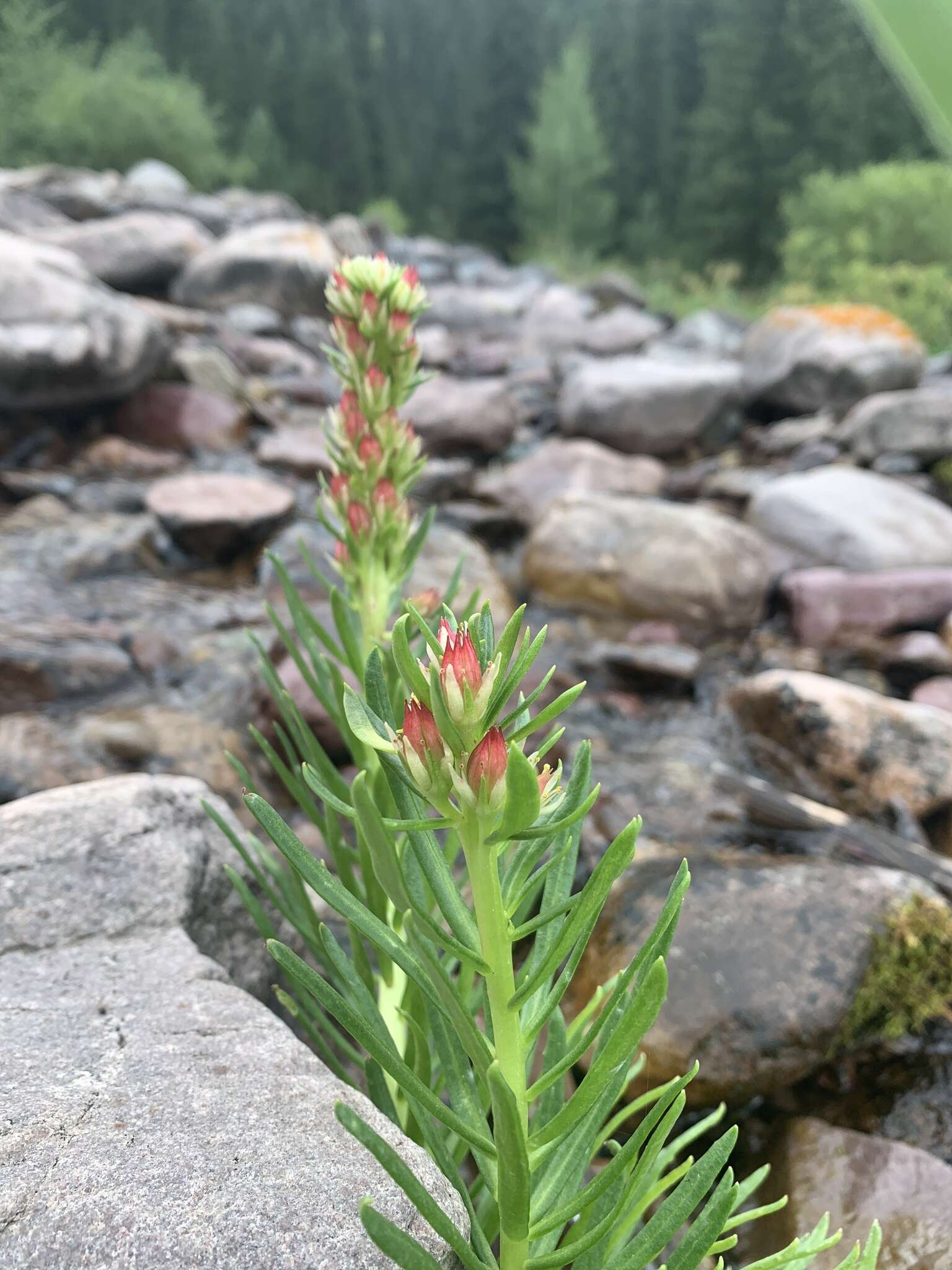 Imagem de Rhodiola semenovii (Regel & Herd.) Boriss.