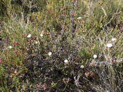 صورة Lampranthus productus (Haw.) N. E. Br.