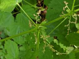 Urtica gracilis subsp. gracilis resmi