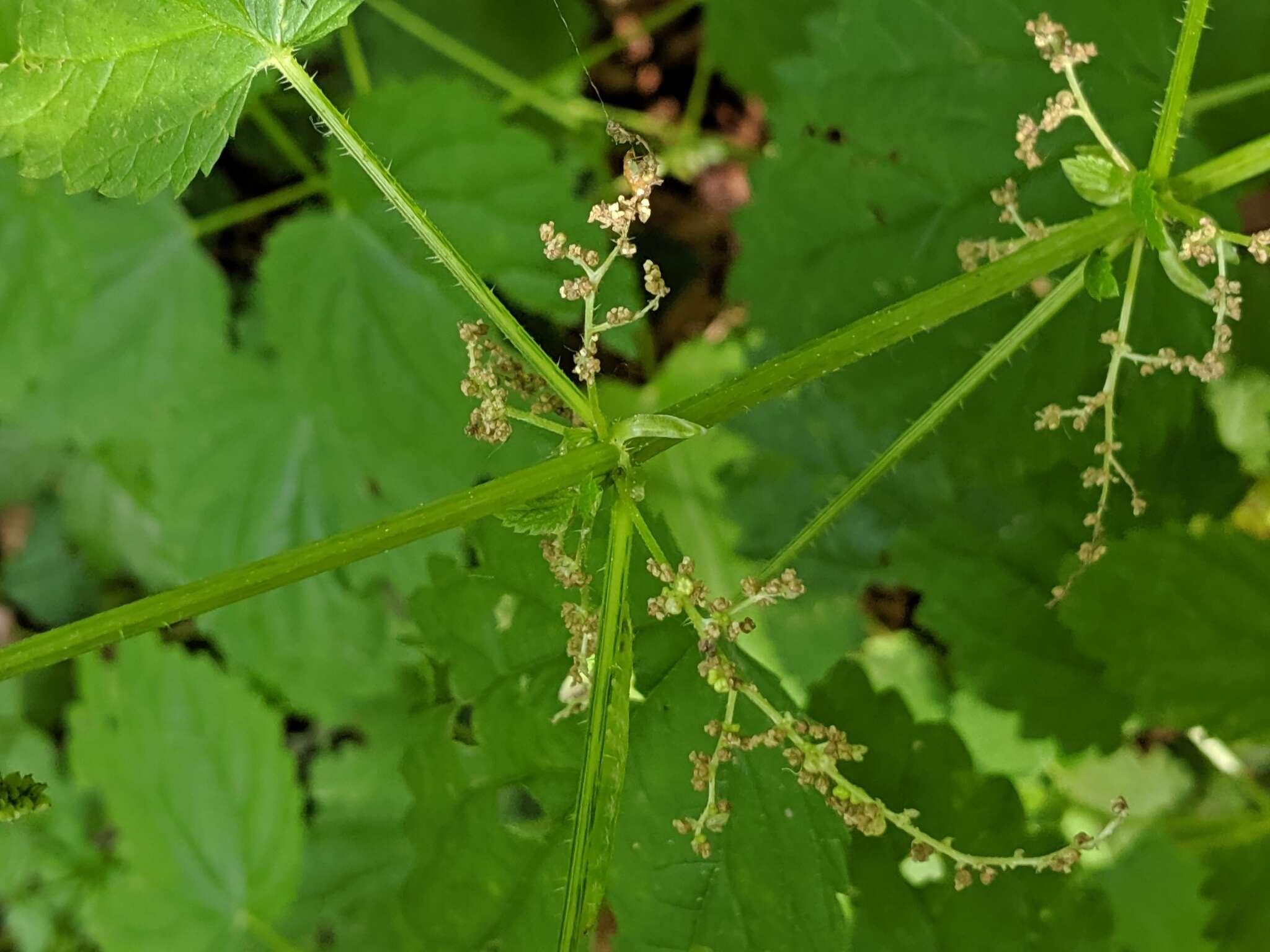 Urtica gracilis subsp. gracilis resmi