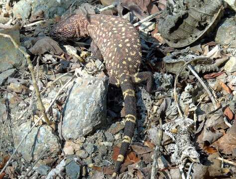 Image of Mexican Beaded Lizard