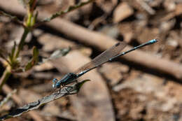 Image of Austrolestes aridus (Tillyard 1908)