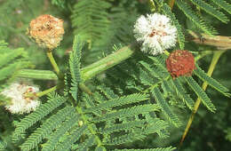 Слика од Vachellia arenaria (Schinz) Kyal. & Boatwr.