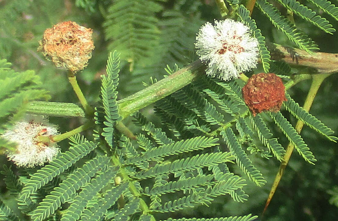 Слика од Vachellia arenaria (Schinz) Kyal. & Boatwr.