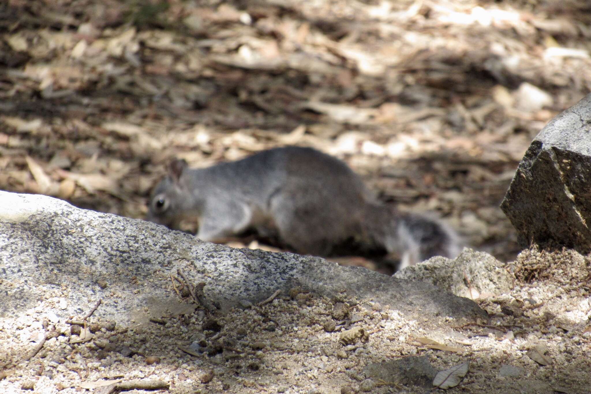 Image of Arizona Gray Squirrel