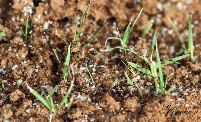 Image of Red imported fire ant