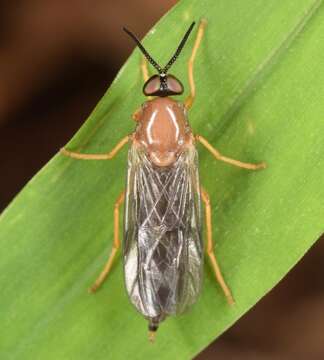 Image of Rachicerus fulvicollis Walker 1854