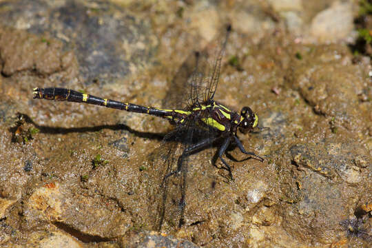 Imagem de Neogomphus edenticulatus Carle & Cook 1984