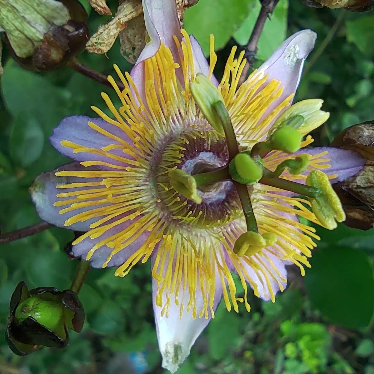 Слика од Passiflora bicornis Mill.