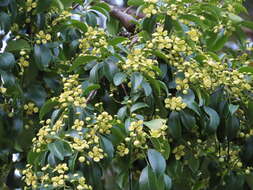 Image of Euonymus carnosus Hemsl.