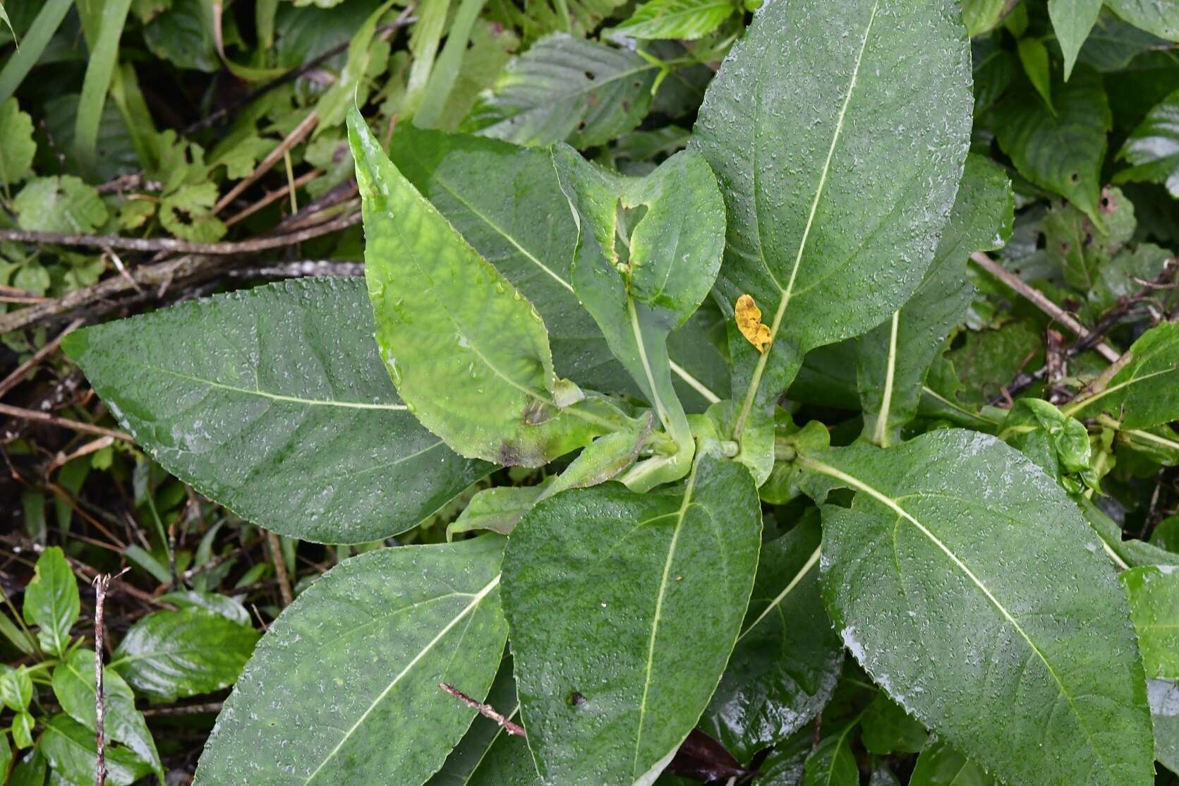 Image of Desmanthodium perfoliatum Benth.