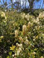 Image of Orites lancifolia F. Müll.