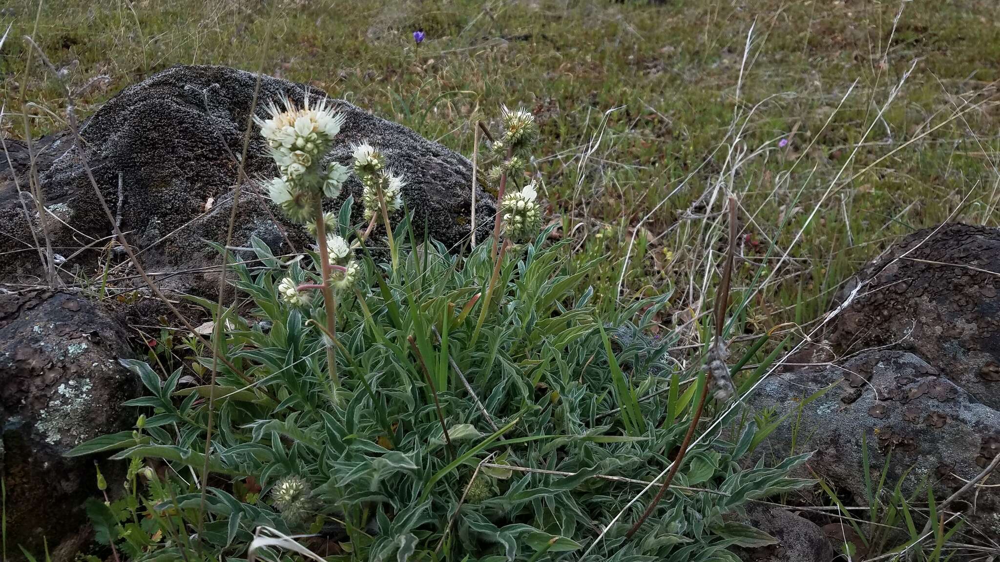 Phacelia egena (Greene ex Brand) J. T. Howell的圖片