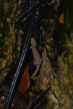 Image of Bavayia geitaina Wright, Bauer & Sadlier 2000