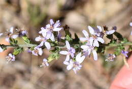 Olearia lanuginosa (J. H. Willis) N. A. Wakefield resmi