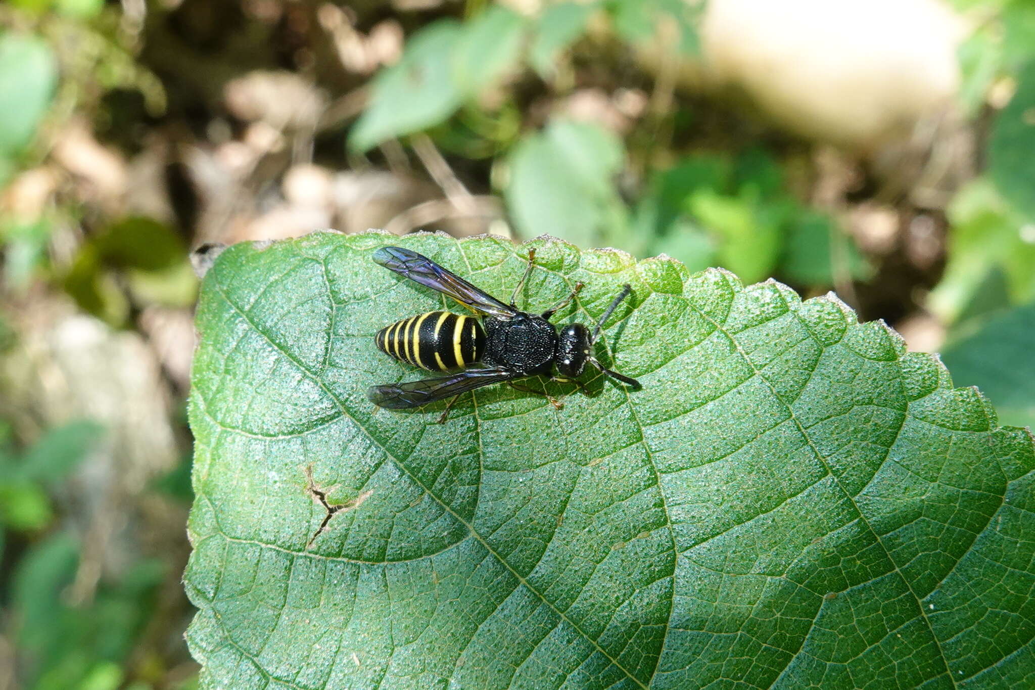 Sivun Lissodynerus septemfasciatus (Smith 1857) kuva