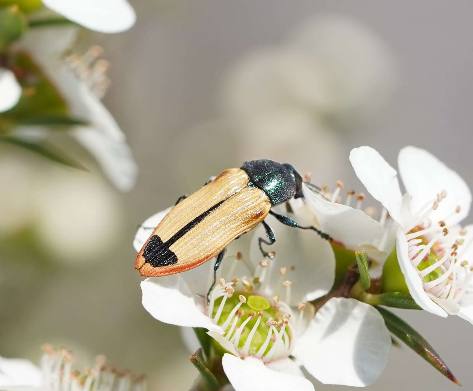 Image of Castiarina fossoria (Carter 1927)