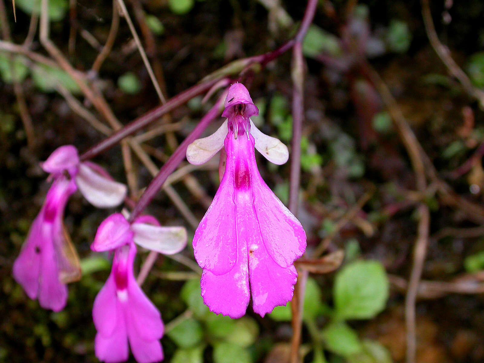 Image of Cynorkis lowiana Rchb. fil.