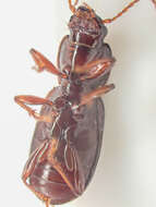 Image of Pterostichus (Leptoferonia) marinensis Hacker 1968