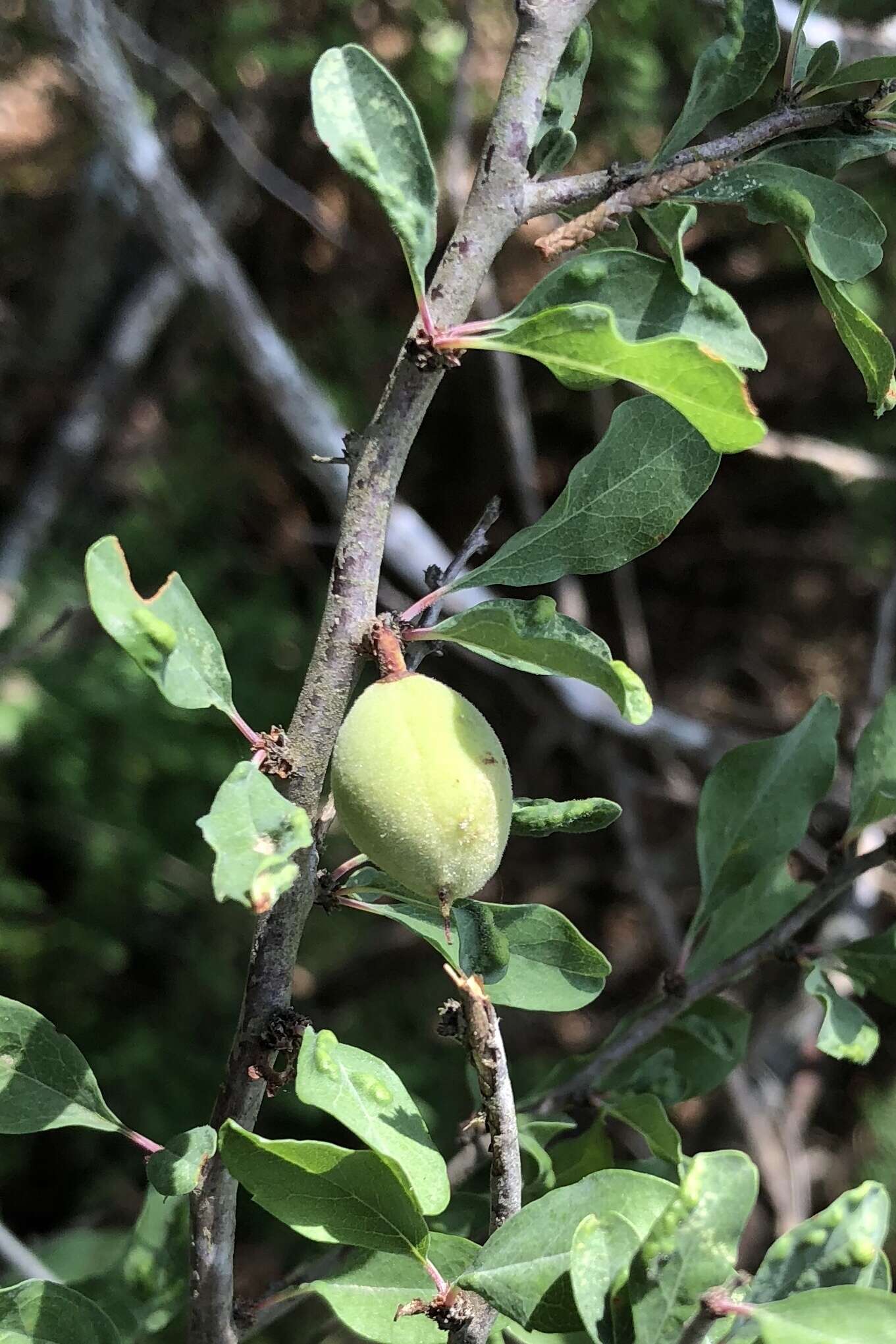 Imagem de Prunus minutiflora Engelm.