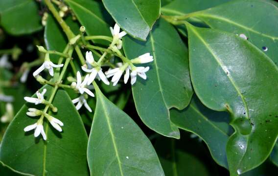 Image of Noronhia peglerae (C. H. Wright) Hong-Wa & Besnard