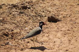 Image of Red-wattled Lapwing