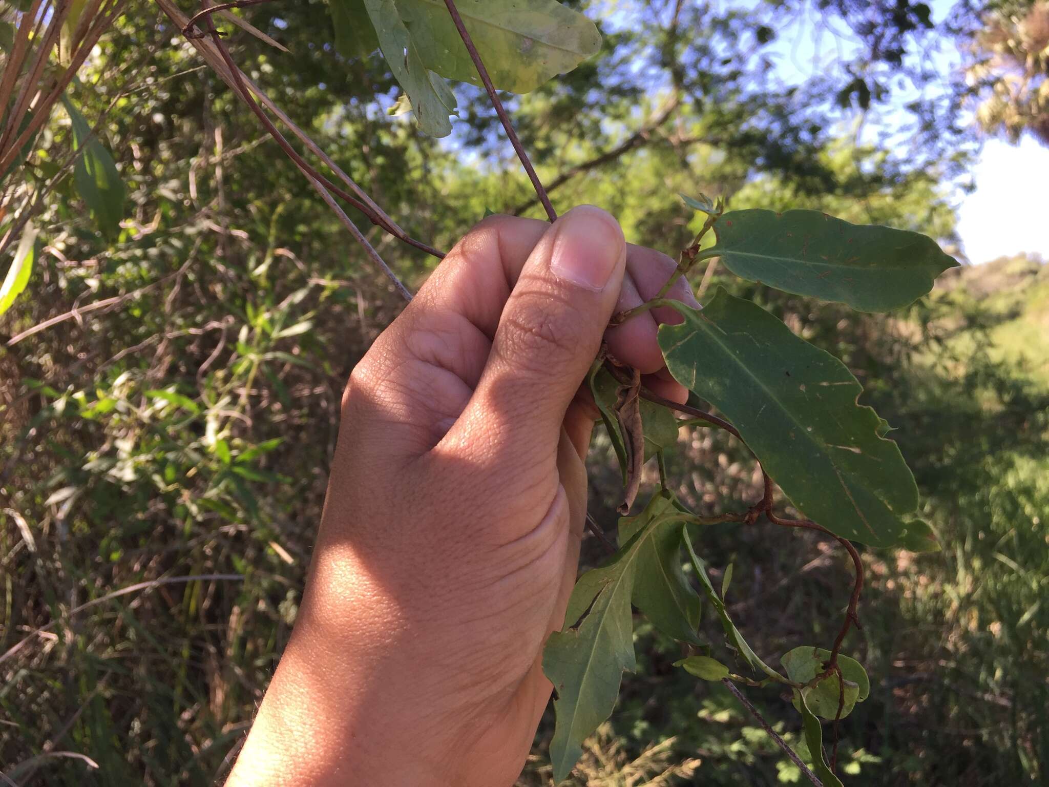 Imagem de Muehlenbeckia sagittifolia (Ortega) Meisn.