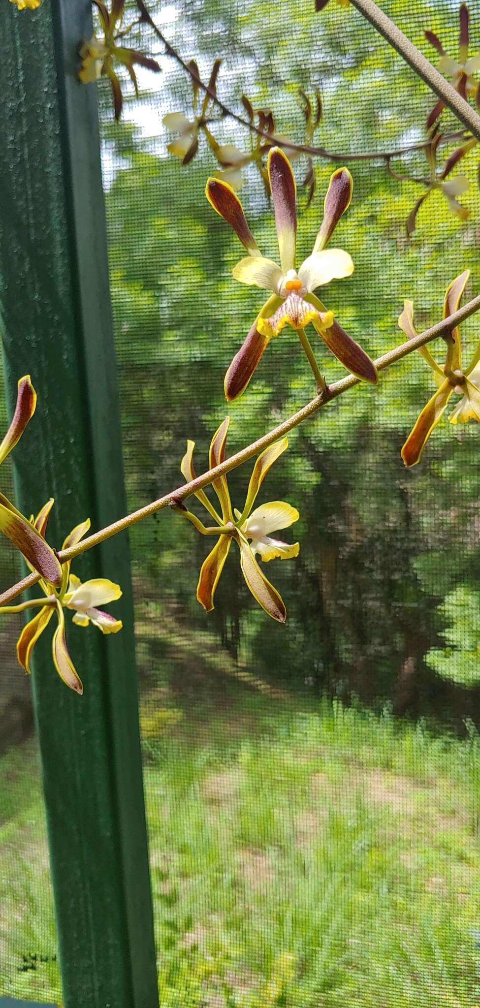 Image de Encyclia alata (Bateman) Schltr.