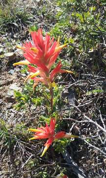 Image of longleaf Indian paintbrush