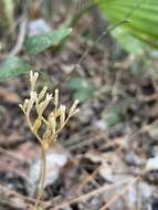 Image of parasitic ghostplant