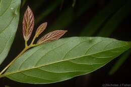 Image of Endiandra muelleri subsp. muelleri