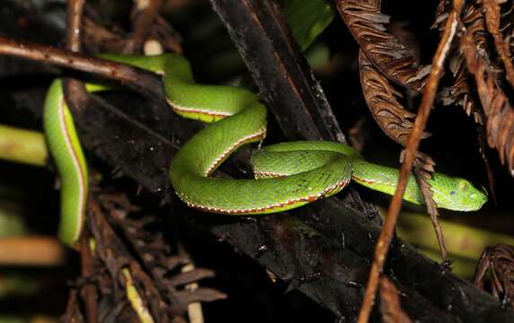 Image of <i>Trimeresurus sabahi fucatus</i>