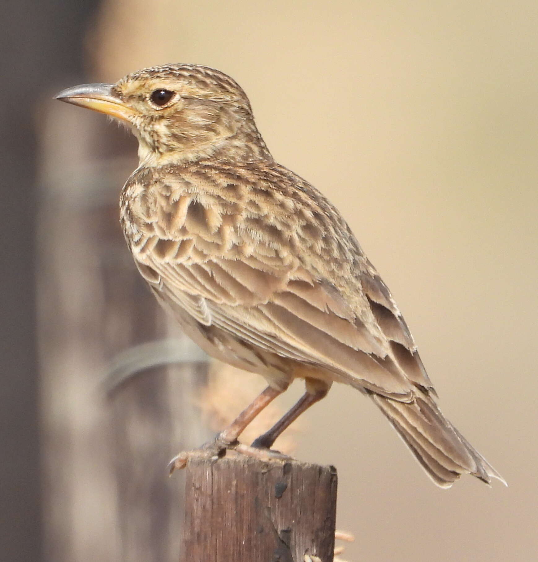 Image of Large-billed Lark