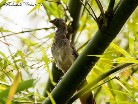 Image of Brazilian Chachalaca