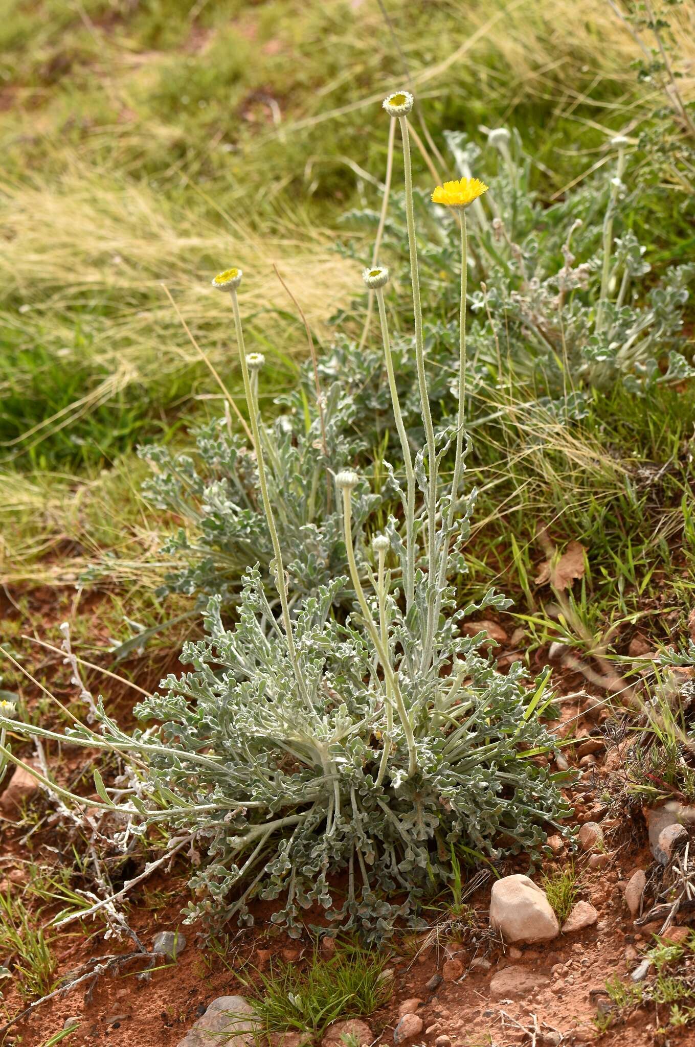 Image of desert marigold