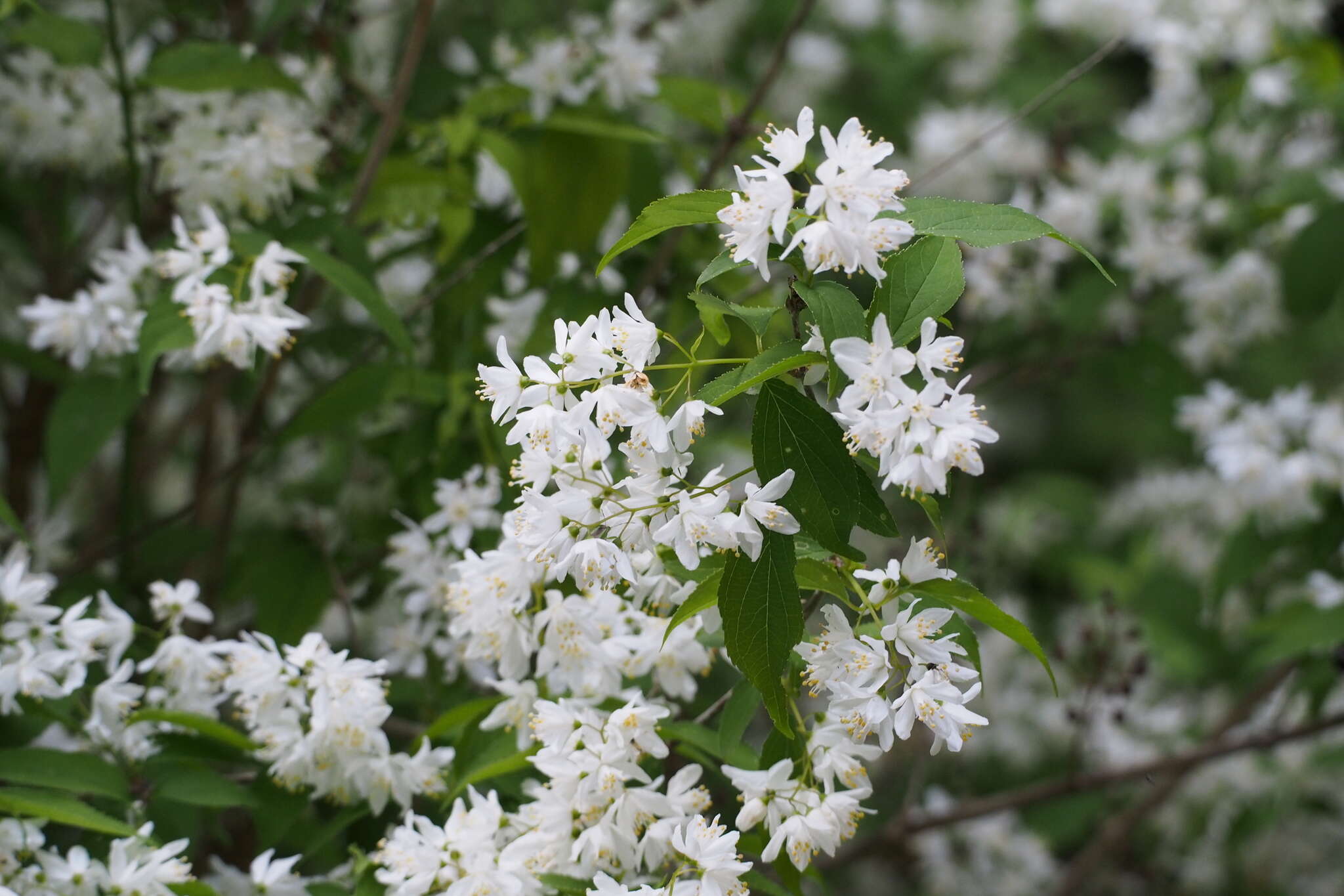 Image of slender pride of Rochester