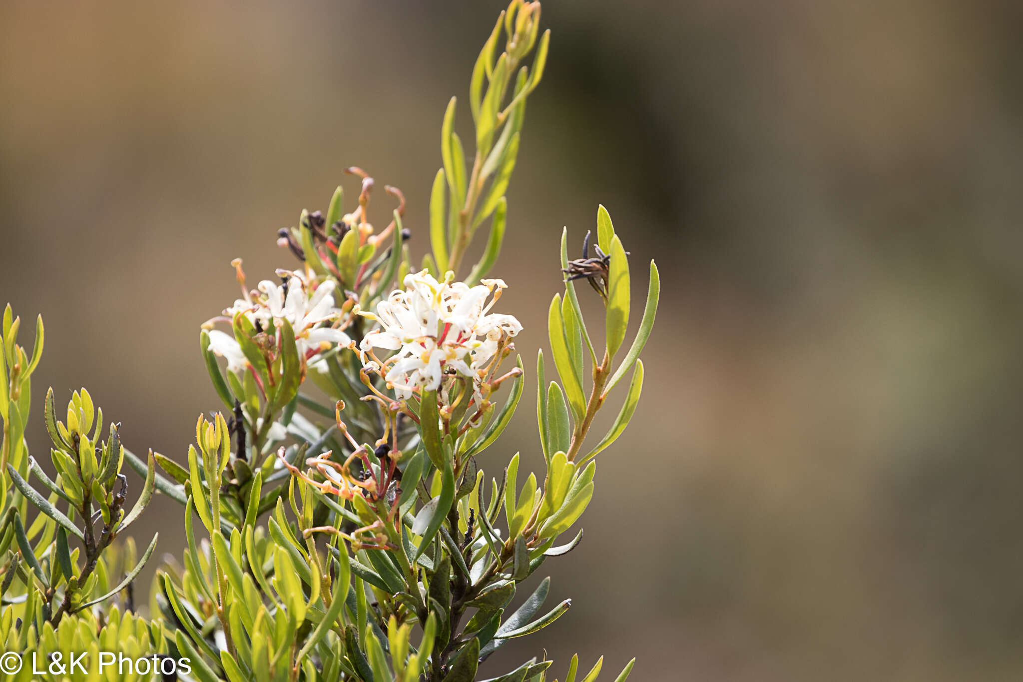 Image of Lomatia polymorpha R. Br.