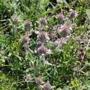 Image of Thymus markhotensis Maleev