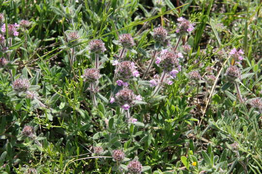 Image of Thymus markhotensis Maleev