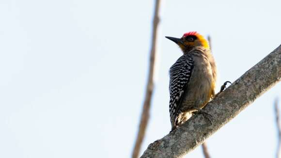 Image of Golden-cheeked Woodpecker