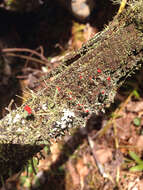 Слика од Cladonia cristatella Tuck.