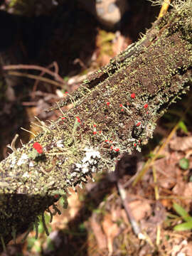 Image de Cladonia cristatella Tuck.