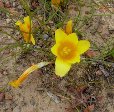 Image of Romulea tortuosa subsp. aurea (Klatt) M. P. de Vos