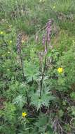 Aconitum septentrionale subsp. rubicundum (Fisch.) V. N. Voroschilov resmi