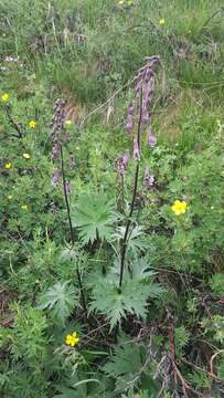 Image of Aconitum septentrionale subsp. rubicundum (Fisch.) V. N. Voroschilov