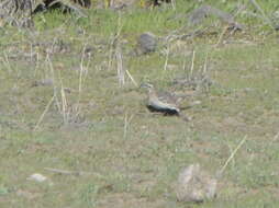 Image of Chilean Mockingbird