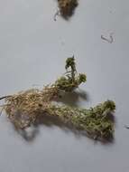 Image of Girgensohn's bog-moss